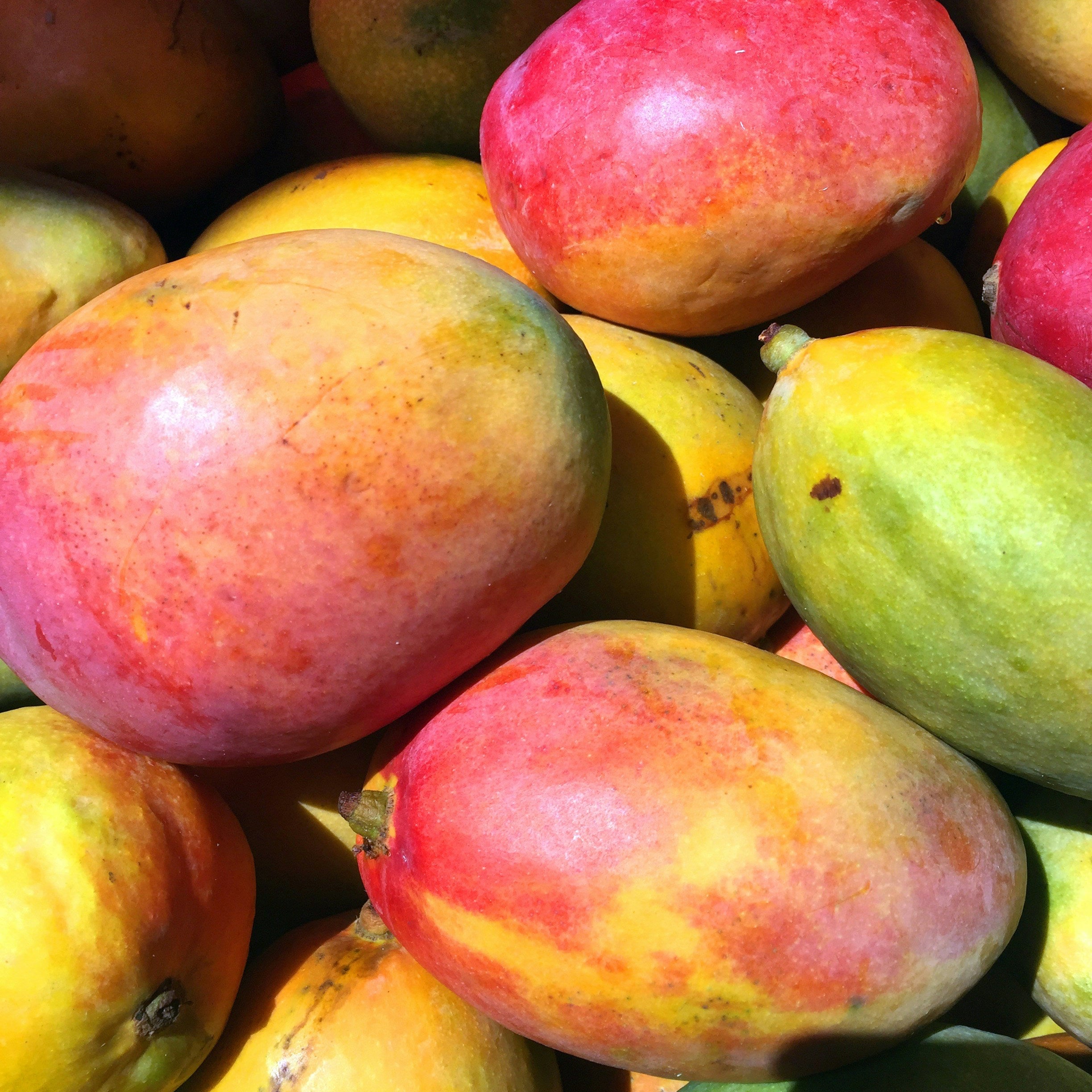 TROPICAL MANGO x COCONUT PACK 🥭🥥🌴